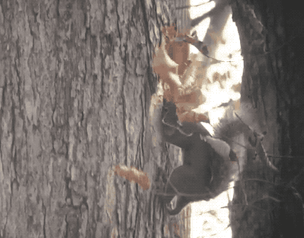 This squirrel found what it was looking for. 