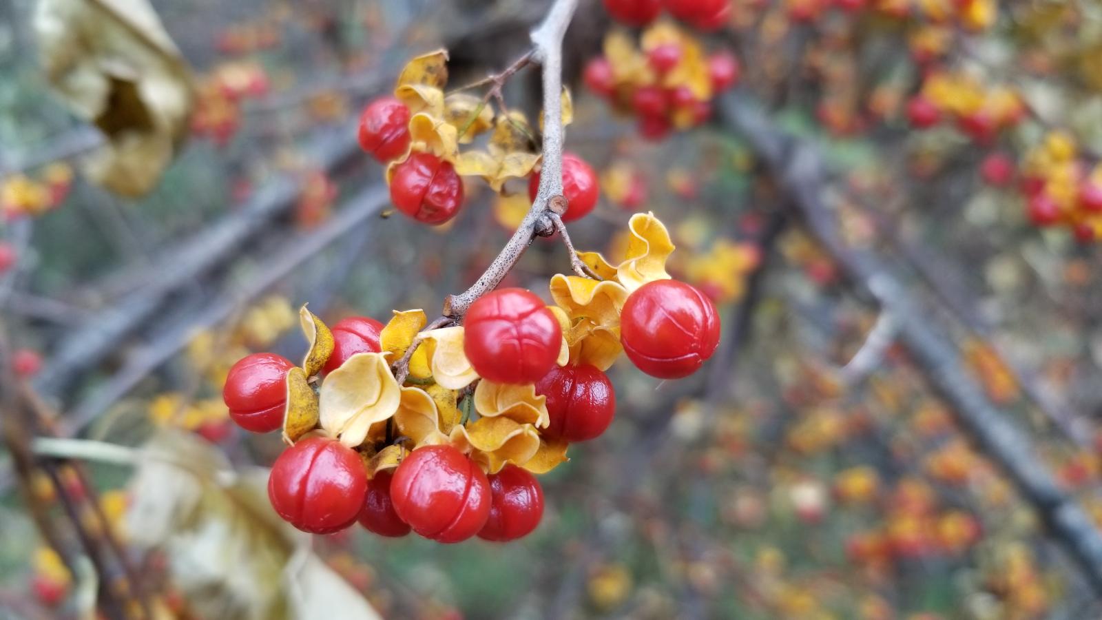 bittersweet berries