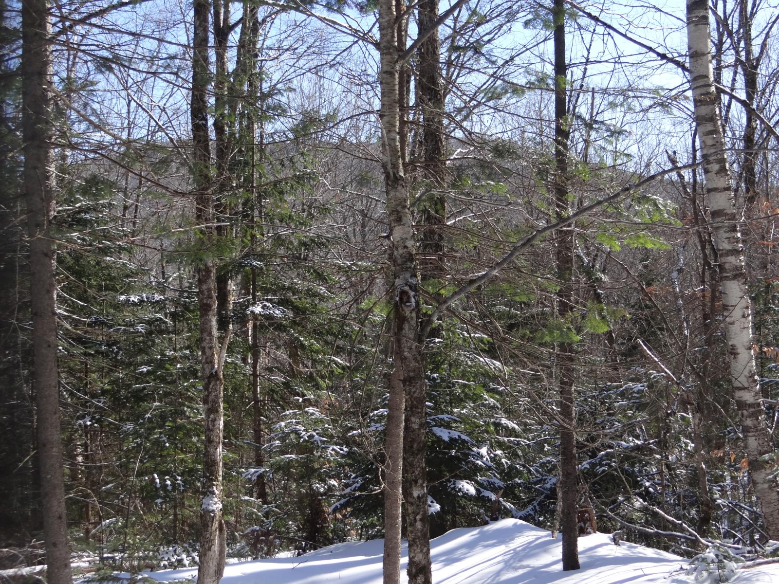 snowy woods