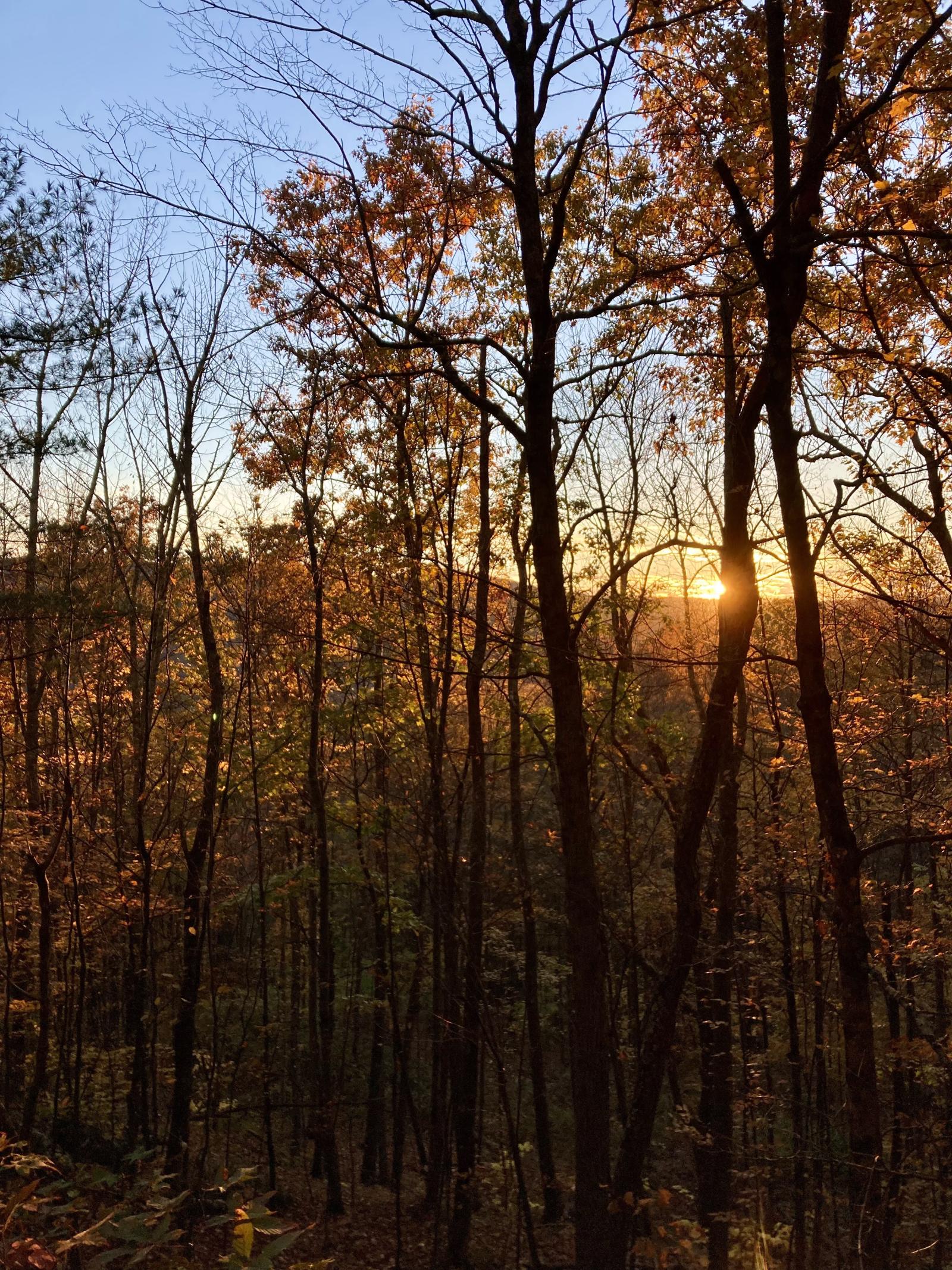 Hunting sunset