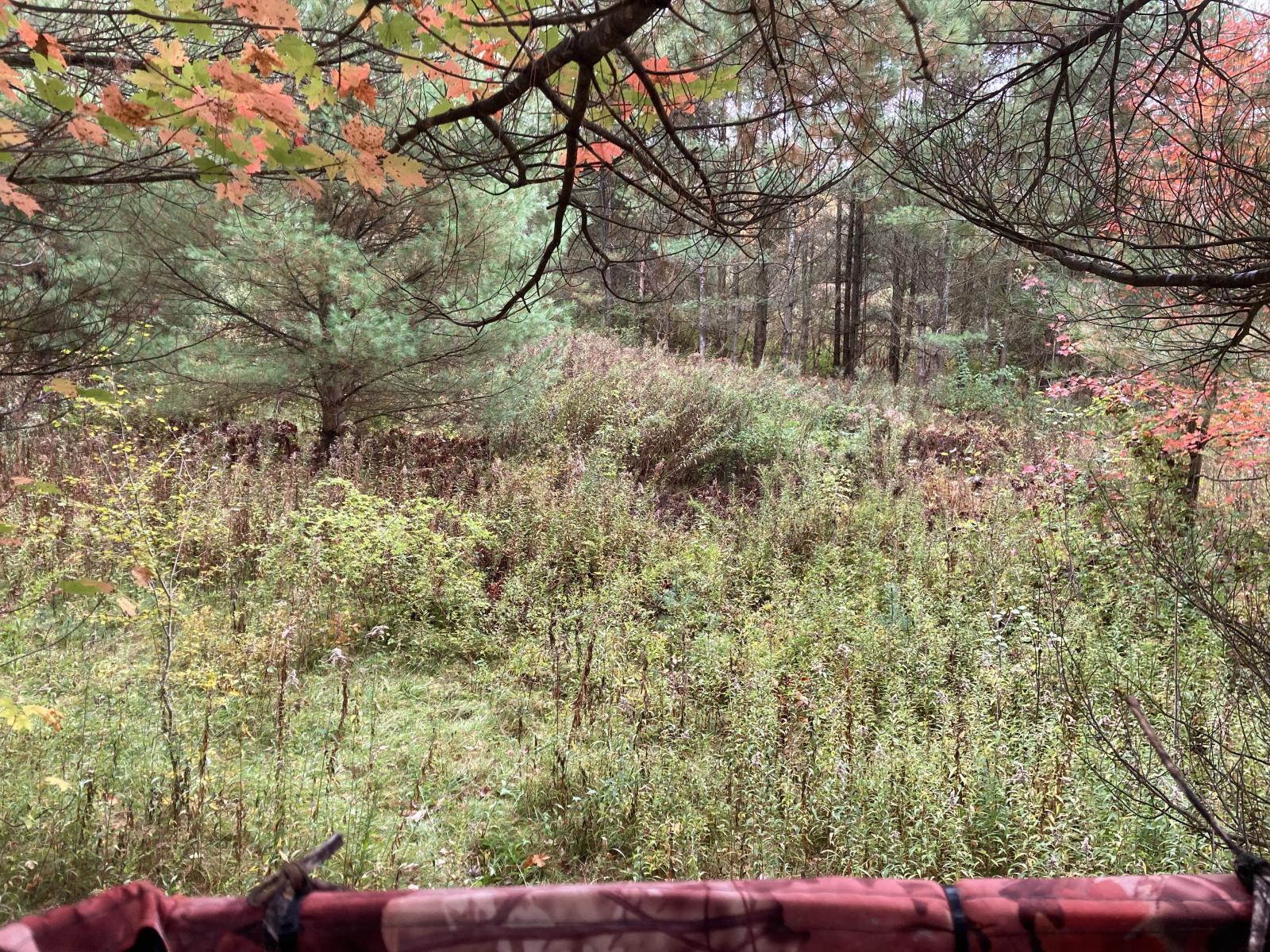 tree stand view