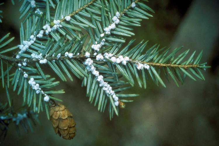 The white fuzzy clusters are hemlock woolly adelgid casings. The casings disappear in the warmer months when the aphids leave them to feed on the hemlock leaves.  Photo courtesy from Vermont Invasives. 