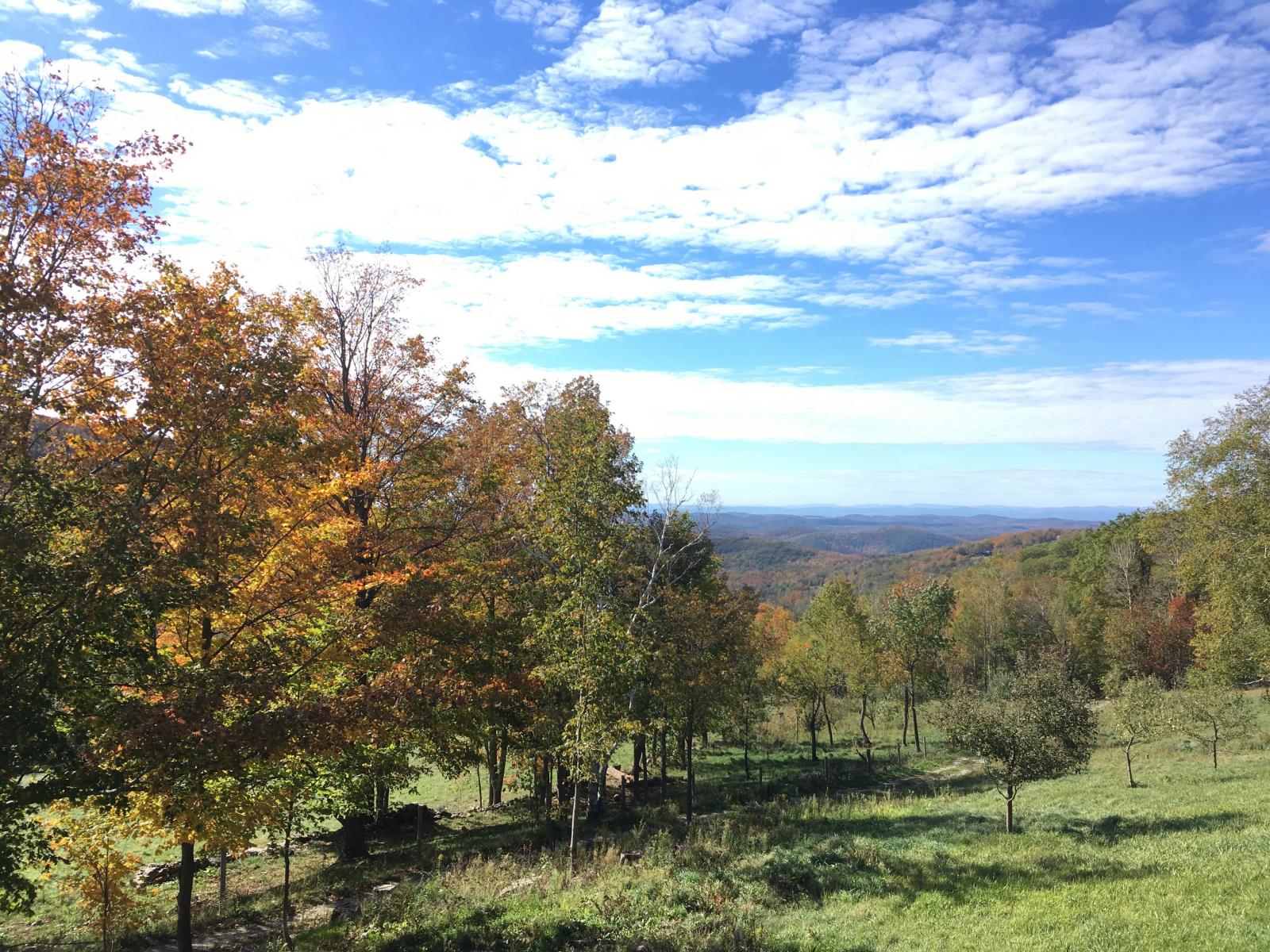 A sloping meadow with trees looking out to an expansive, hilly, forested area.