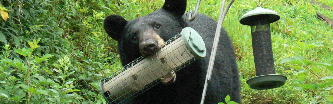 Bear coming to the bird feeder for a snack. Photo credit: VTFWS, “Living With Black Bears”