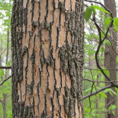 blonding ash tree