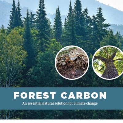 forest carbon