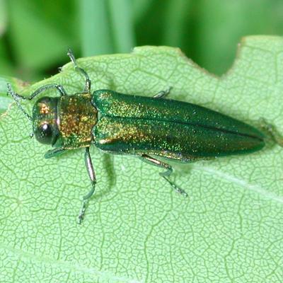 EAB on leaf