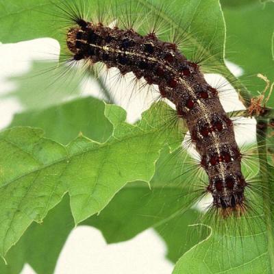 Gypsy moth caterpillars