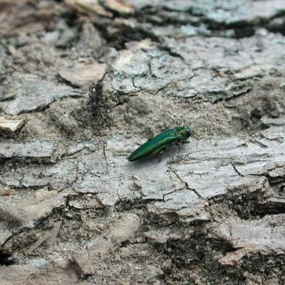 EAB on log