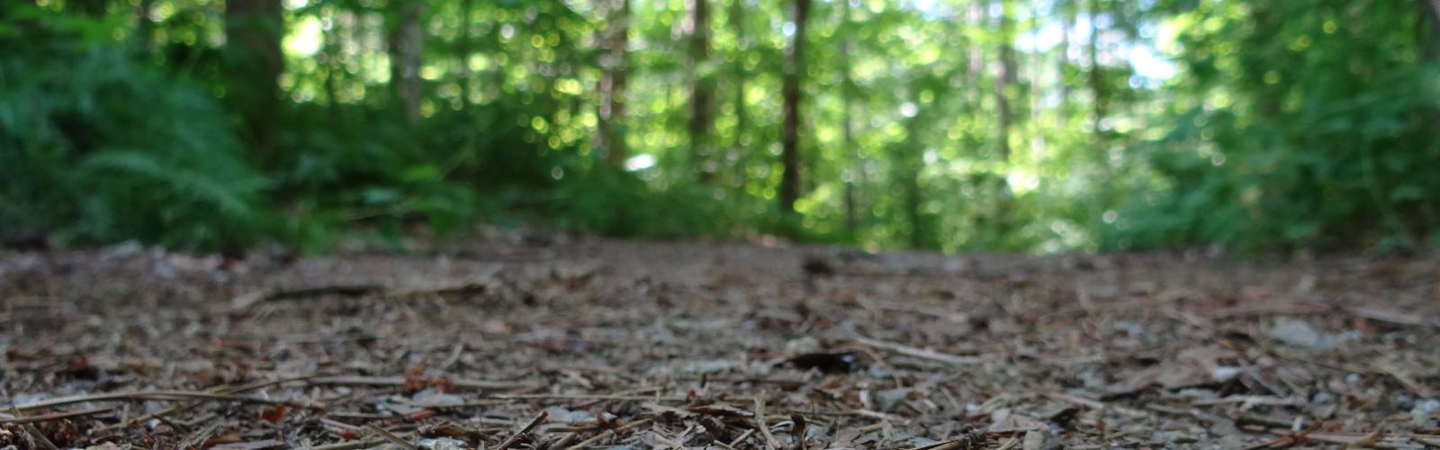 Photo of path through woods.