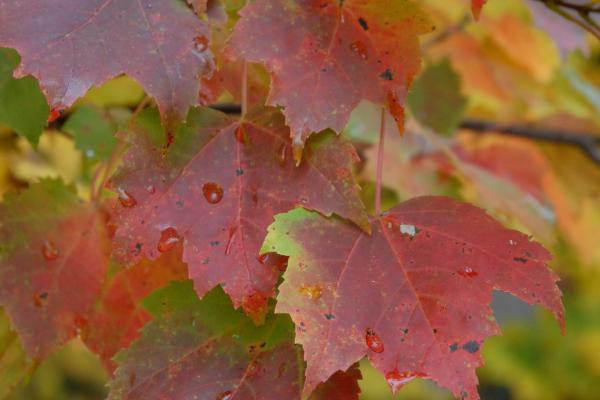 close-up of fall leaves