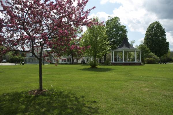 park with blossoming tree