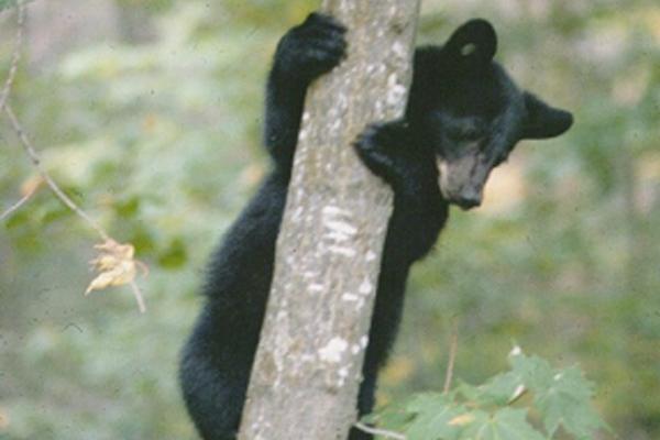 bear cub in tree