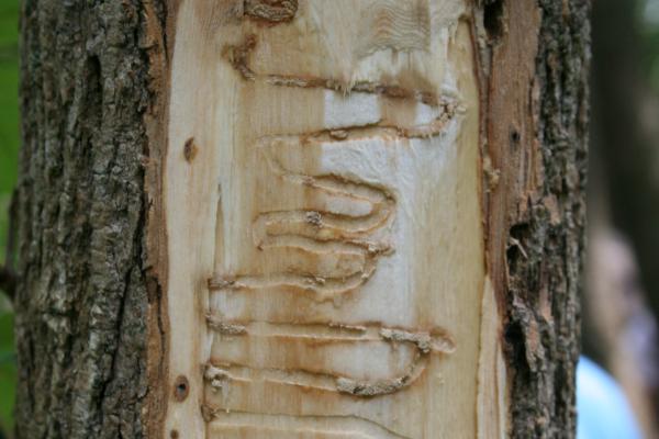 tree with insect damage