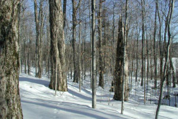 forest in winter