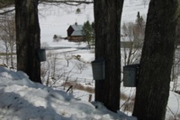 maple syrup buckets in winter