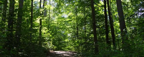path through woods