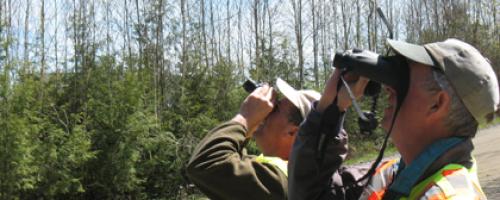 looking into trees with binoculars