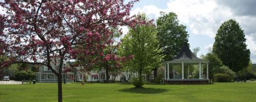 park with blossoming tree