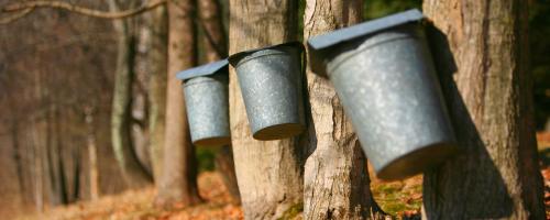 maple syrup buckets 