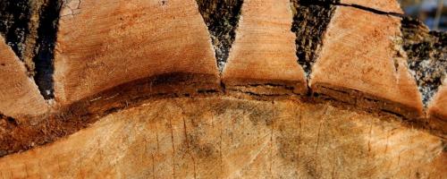 close-up of tree bark on log