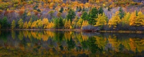 pond with fall foliage