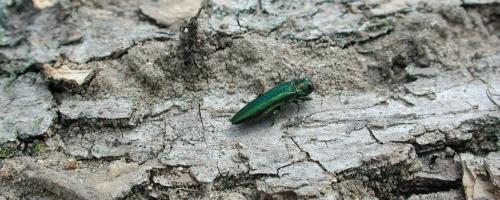 EAB on bark