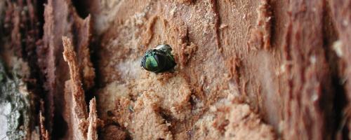 EAB on bark